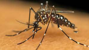 Cidade de SP ultrapassa 30 mil casos de dengue e tem 30 mortes em investigação